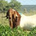 Zazo Boergoat Farm Profile picture