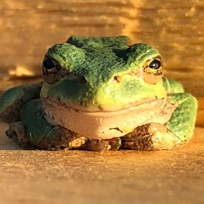 ScottHazard3's profile picture. Proud to have some of the greatest X people following me. I call bullshit when I see and read it. #resisting #votedblue