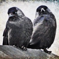 CarinePm60* (@carinepm60) 's Twitter Profile Photo