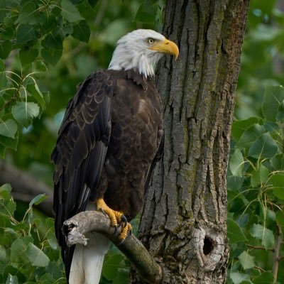 adeayodaniel1's profile picture. Intellectual , gentle,kind, an exboi