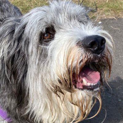 LUCY_DA_DOG's profile picture. HI IM LUCY A DOGG. SOMETIMES I AM AT MINE SIBLING HOUS AND USE TWITTOR. @CYBERCATEDGAR IS A STINKY BROTHER