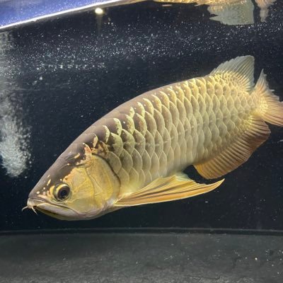 2019年2月から熱帯魚飼育始めました🐟1800×600×600埋め込み立ち上げ完了！