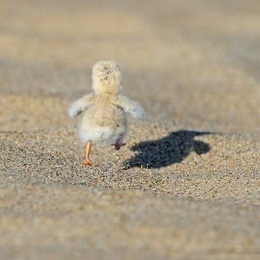 06piyo02's profile picture. 取引用/成人済/@s__no2416