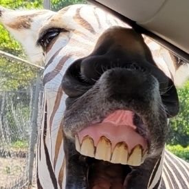 rozalwayz's profile picture. 