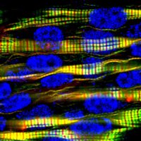 Gordon Myogenesis Conference 2023 (GRC/GRS) (@gordongrc) 's Twitter Profile