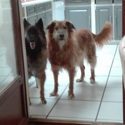 Vieux con à la retraite, ma passion mes chiens depuis très longtemps j'ai eu 17 chiens