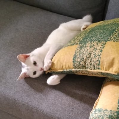 ghinzzi's profile picture. find me yapping every single day