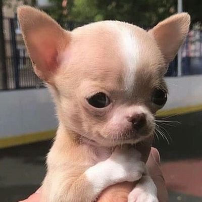 maaourei's profile picture. 