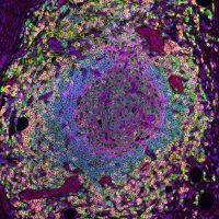 Gunderlab (@gunderlab) 's Twitter Profile
