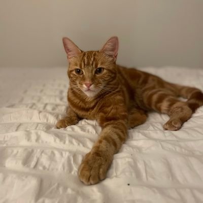 Reading recommendations from a primary teacher who loves reading to her class. Supported by dear Rosie, a ginger moggy, who is never far when I pick up a book!