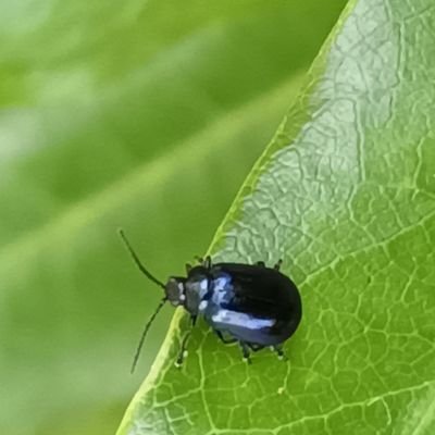 Amateur entomologist and botanist, publishing keys online. Notifications of new keys and what I'm working on will posted here.