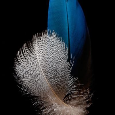 Chivary_Nv_Dies's profile picture. 