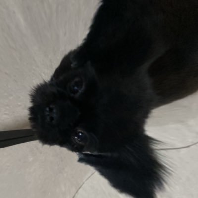 _indigostars's profile picture. be rootin be tootin