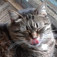 Grey0Xander's profile picture. animal lover, artist, creator They/Them