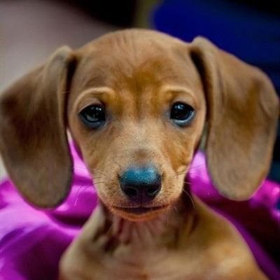 DachshundGang's profile picture. welcome to the #dachshund Lovers page!🦮Follow us for smile  ☺ This page is dedicated for all #dachshund  owners and Lovers 😎