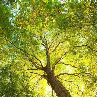 Sunkanmiolah's profile picture. A Dweller of Joy