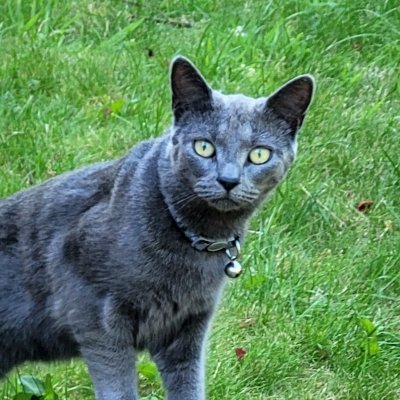 webdevRN's profile picture. 