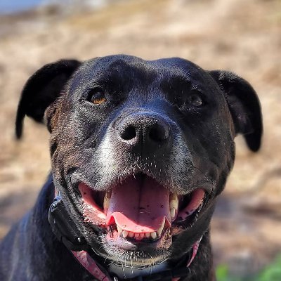 mike_rem's profile picture. Fantasy author (Kingdom of Othelnyl novel series)
Husband. Father of fur babies. 
Cars, motorsports & crypto.