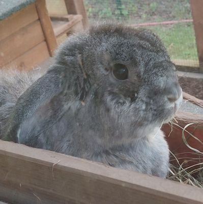 RushCatDZN's profile picture. ..