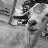 chandler the goat🤍 (@itschandlermain) 's Twitter Profile