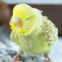 金運インコ sekisei az on X: 
