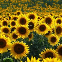 MYLYN@💛💜 (@linmysetrof) 's Twitter Profile