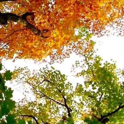 yajnasc's profile picture. Country & humanity above all.