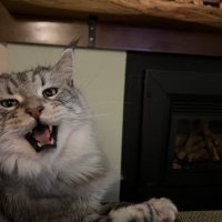 NFTmasterOne (@nftmasterone) 's Twitter Profile