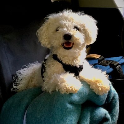 Just a tiny, well-traveled Bichon bringing joy, one tweet at a time