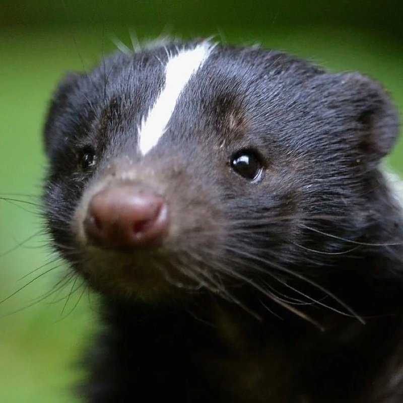 skunkish's profile picture. 