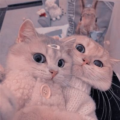 cairovanille's profile picture. 