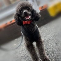 Jia yi (@damnsit) 's Twitter Profile