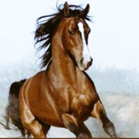 A.$...h...$..m...$..a...$..b.. (@gaboosmm) 's Twitter Profile