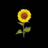 rhmn (@_abdlrhmn18) 's Twitter Profile
