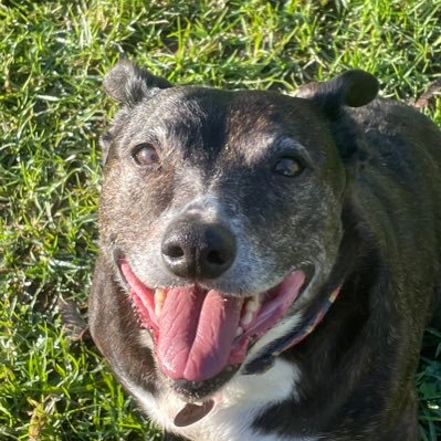 AKA AngryLiz90. Retired and loving it. Love politics, current affairs & music. Think dogs are the best closely followed by Koalas. Always an activist.