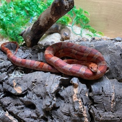 moonstar_1988's profile picture. 