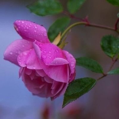 smyrh36136904's profile picture. لا اله الا الله محمد رسول الله