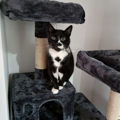 Hi I'm Sooty a 17 year old tuxedo cat, I live in Northern Ireland with my crazy little brother Laszlo

No DMs please