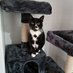 Sooty (@sootycat22) Twitter profile photo Sooty (@sootycat22) Twitter profile photo