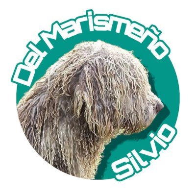 Perro de agua español ecotipo marismeño. Del Marismeño.
