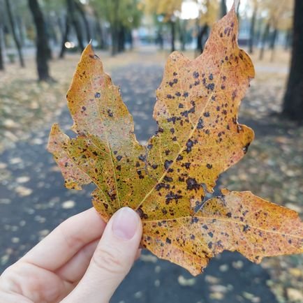 okengli's profile picture. Curiouser and curiouser. I'm an English teacher trying a blended learning approach