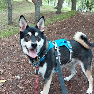 犬好き動物好きです。保健所から迎え入れた雑種犬の音次郎(♂)を飼っています🐶無言フォロー失礼します。怪しいアカウントは即ブロック🙅🆖します。よろしくお願いします☀️