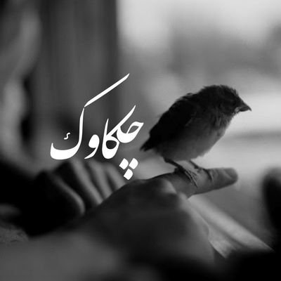 chekavvak's profile picture. 