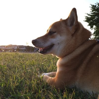 アイライン濃い目でどこかおマヌケな6歳女子ーバ🐾ゆる〜く、なんとな〜くホッコリしてもらえたら幸いです🤗\フォロー・いいね/ありがとうございます🌈#柴犬 #shibainu