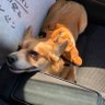 yuumafukuoka's profile picture. 実は猫派です