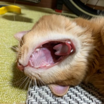 マルチビタミンさんのプロフィール画像