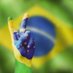 AmarelinhadoBrasil🇧🇷 (@amarelinhadobr) Twitter profile photo AmarelinhadoBrasil🇧🇷 (@amarelinhadobr) Twitter profile photo