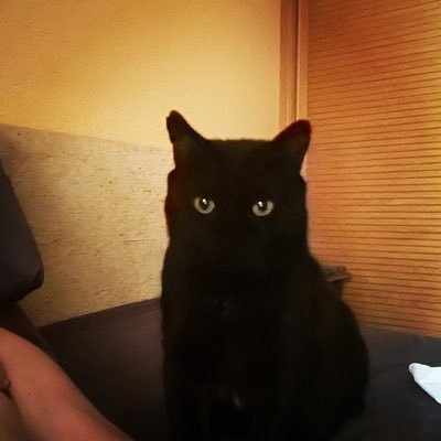 Shako58498814's profile picture. 