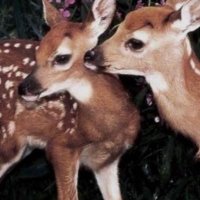 اروى المطيري ؛🌿 (@mnx2000) 's Twitter Profile