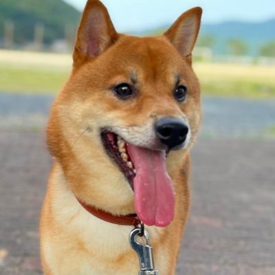 てんくん ♂♂ 2歳🐶 柴犬